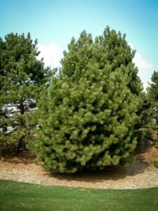 Сосна Чёрная (Pinus Nigra) купить по цене от 270.00р. в интернет-магазине «Посадика» с доставкой почтой в в Карталые и по всей России – [изображение №1].