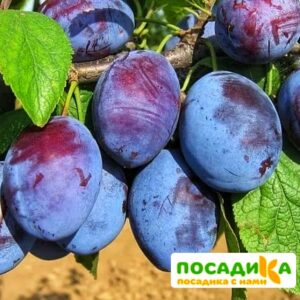 Слива Чачакская ранняя купить по цене от 229.00р. в интернет-магазине «Посадика» с доставкой почтой в в Карталые и по всей России – [изображение №1].