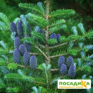 Пихта корейская (Abies koreana) купить по цене от 450.00р. в интернет-магазине «Посадика» с доставкой почтой в в Карталые и по всей России – [изображение №1].