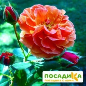 Роза Арабия купить по цене от 350.00р. в интернет-магазине «Посадика» с доставкой почтой в в Карталые и по всей России – [изображение №1].