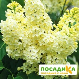 Сирень Примроуз (Primrose) купить по цене от 529.00р. в интернет-магазине «Посадика» с доставкой почтой в в Карталые и по всей России – [изображение №1].