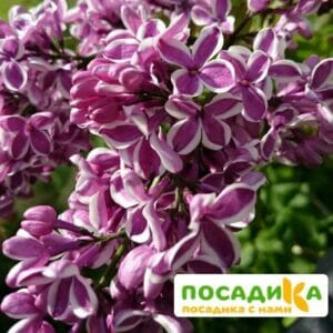 Сирень Сенсация купить по цене от 529.00р. в интернет-магазине «Посадика» с доставкой почтой в в Карталые и по всей России – [изображение №1].