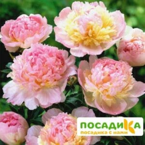 Пион Распберри Сандей (Paeonia Raspberry Sundae) купить по цене от 959р. в интернет-магазине «Посадика» с доставкой почтой в в Карталые и по всей России – [изображение №1].