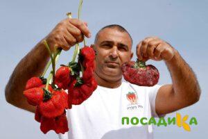 Клубника Гигант Джорнея купить по цене от 266р. в интернет-магазине «Посадика» с доставкой почтой в в Карталые и по всей России – [изображение №1].