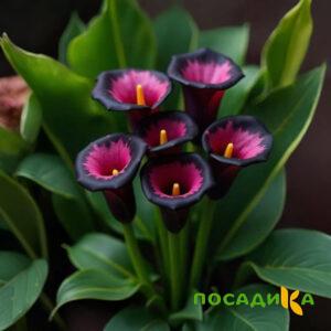 Калла Аура Лейс купить по цене от 400р. в интернет-магазине «Посадика» с доставкой почтой в в Карталые и по всей России – [изображение №1].