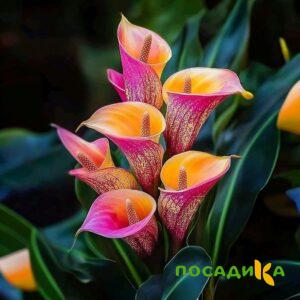 Калла Оникс купить по цене от 450р. в интернет-магазине «Посадика» с доставкой почтой в в Карталые и по всей России – [изображение №1].