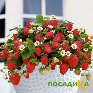 Клубника Рубиновый Шепот (горшечная) купить по цене от 240р. в интернет-магазине «Посадика» с доставкой почтой в в Карталые и по всей России – [изображение №1].