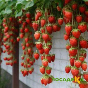 Клубника вьющаяся Комплимент купить по цене от 470р. в интернет-магазине «Посадика» с доставкой почтой в в Карталые и по всей России – [изображение №1].