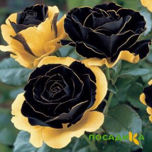 Роза Ханни Сикл купить по цене от 700р. в интернет-магазине «Посадика» с доставкой почтой в в Карталые и по всей России – [изображение №1].