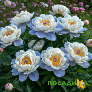 Пион акварельный Этюд купить по цене от 806р. в интернет-магазине «Посадика» с доставкой почтой в в Карталые и по всей России – [изображение №1].