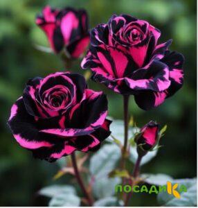 Роза Багровый Шепот купить по цене от 366р. в интернет-магазине «Посадика» с доставкой почтой в в Карталые и по всей России – [изображение №1].