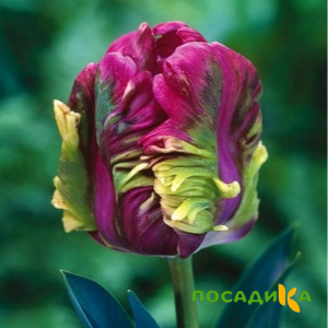 Тюльпан Экзотик Хэвен купить по цене от 186р. в интернет-магазине «Посадика» с доставкой почтой в в Карталые и по всей России – [изображение №1].